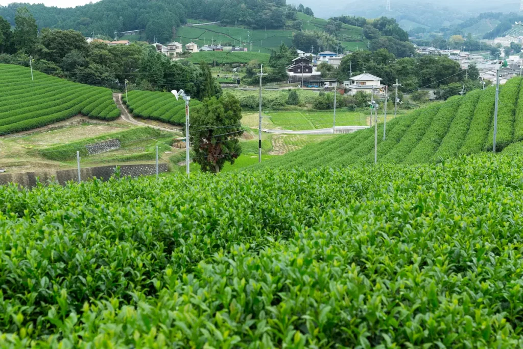 plantation de thé matcha